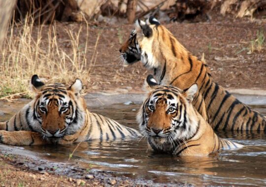 Planning A Trip To The Jim Corbett National Park